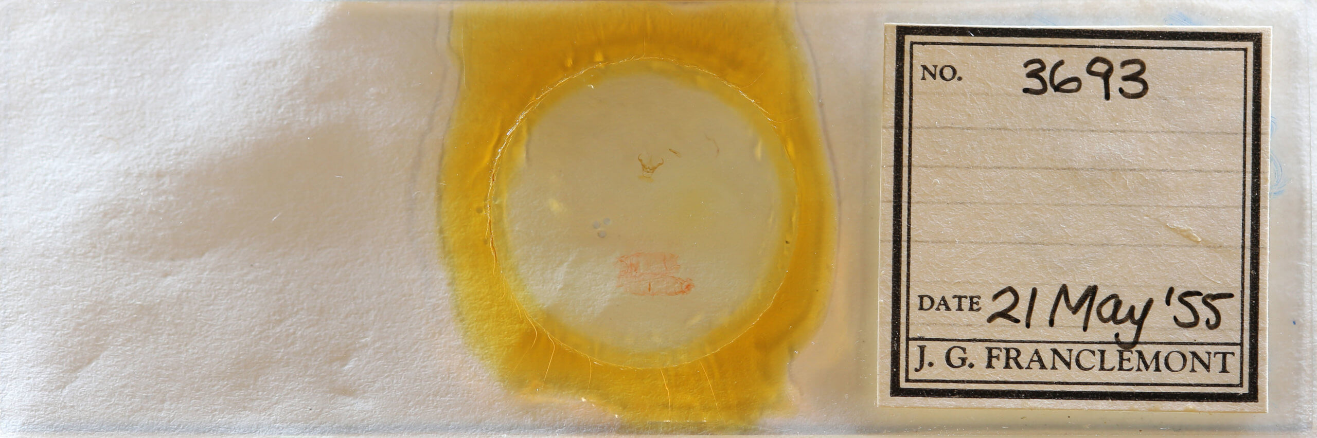 slide view of adult Cisthene subjecta