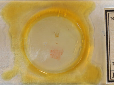 slide view of adult Cisthene subjecta