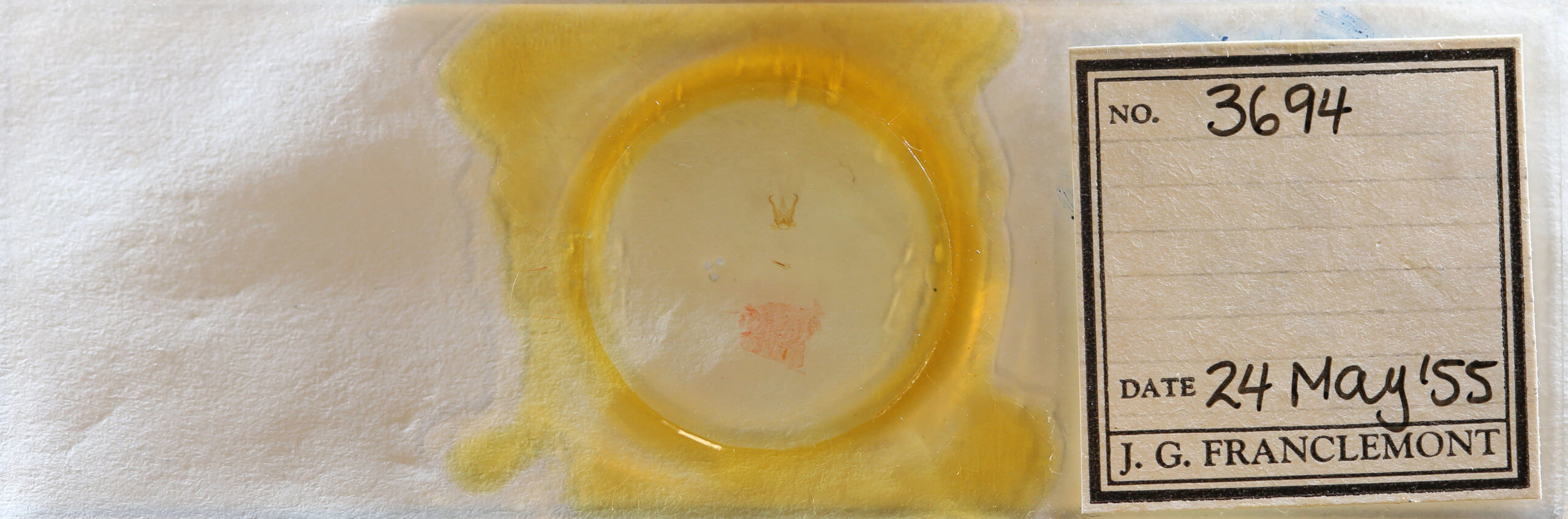 slide view of adult Cisthene subjecta