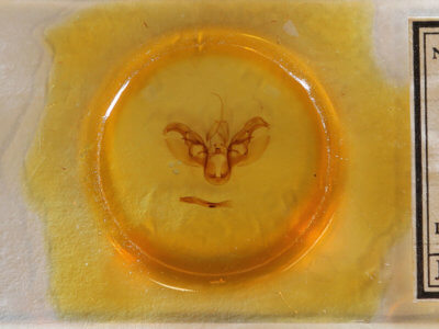 slide view of adult Spodoptera latifascia