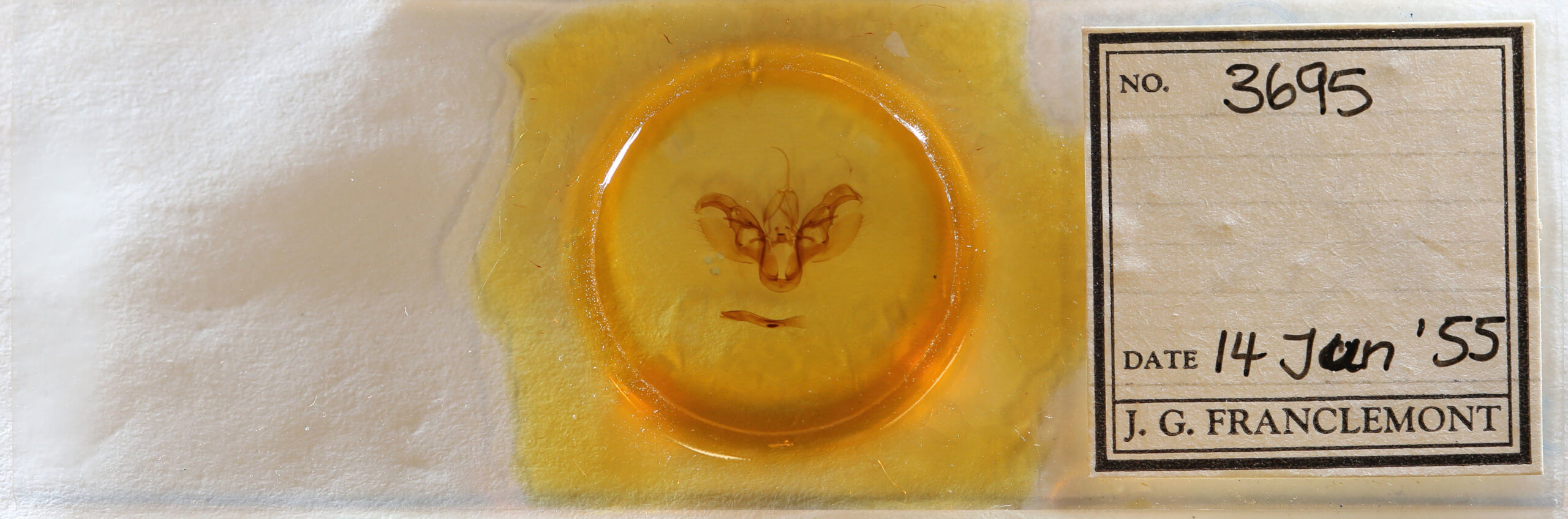 slide view of adult Spodoptera latifascia