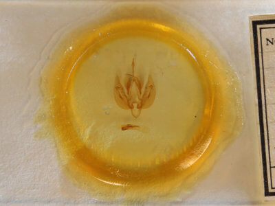 slide view of adult Leucania scirpicola