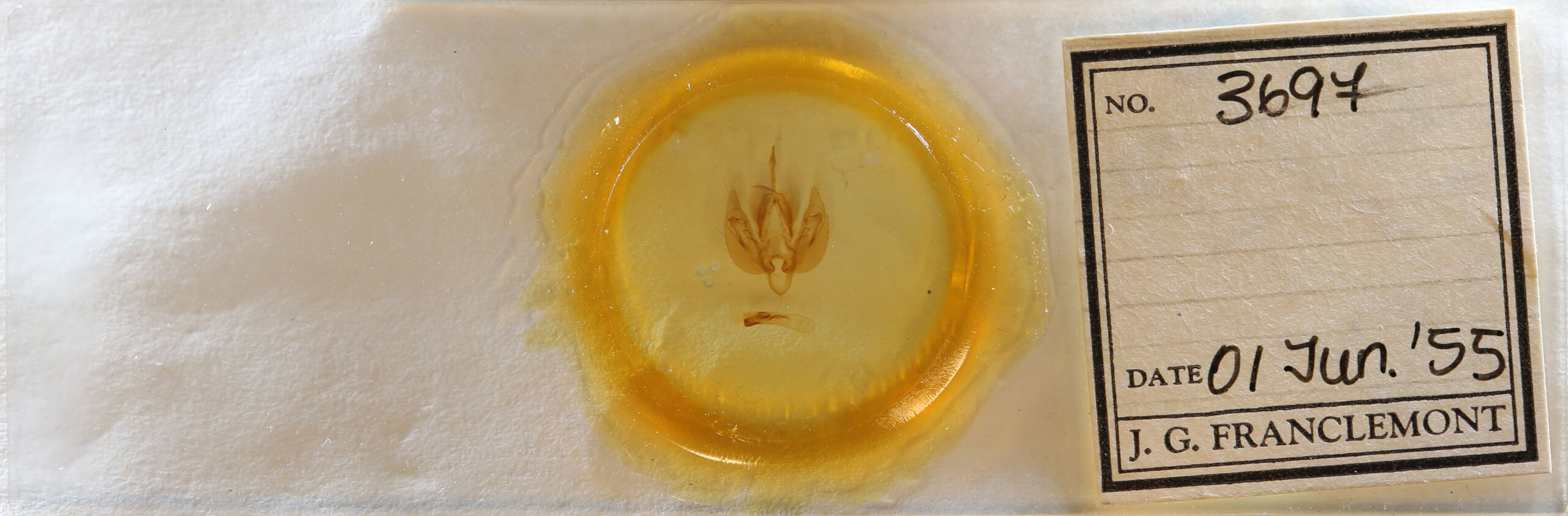 slide view of adult Leucania scirpicola