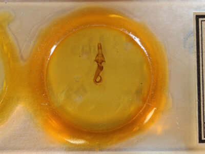 slide view of adult Leucania scirpicola