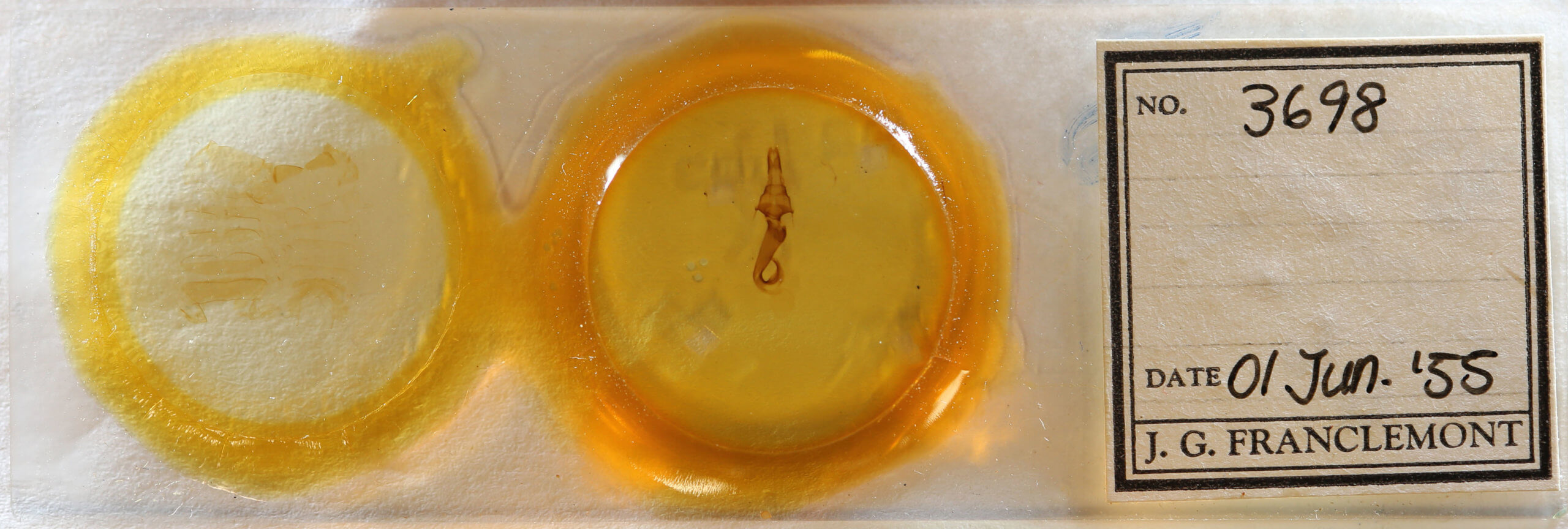 slide view of adult Leucania scirpicola