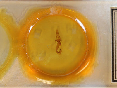 slide view of adult Leucania scirpicola