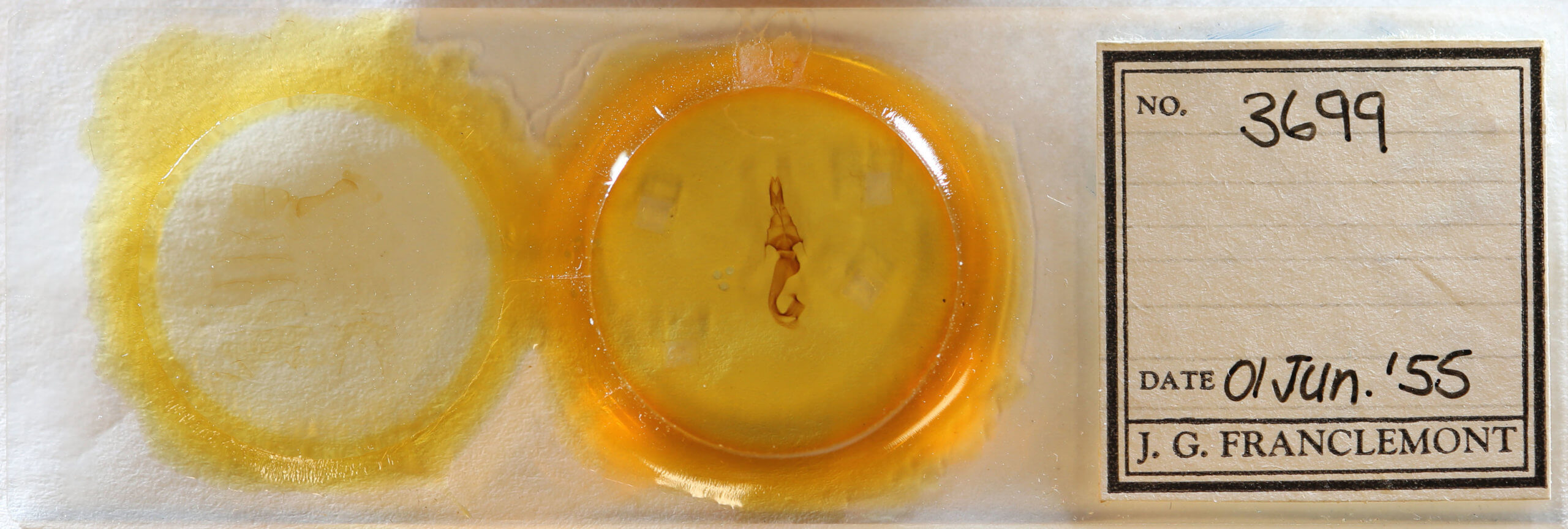 slide view of adult Leucania scirpicola