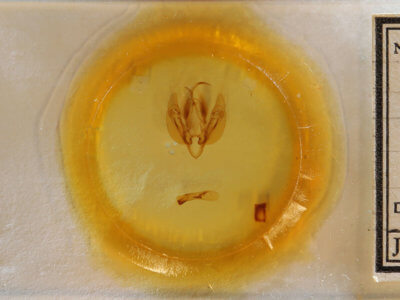 slide view of adult Leucania scirpicola