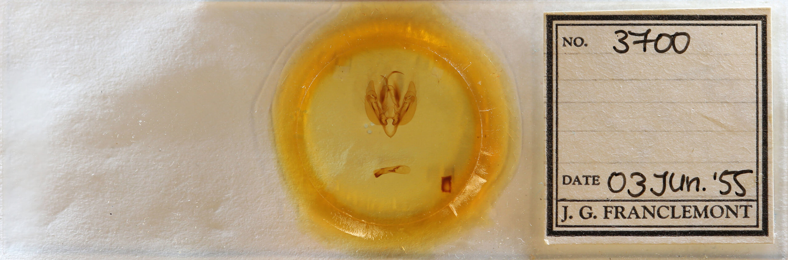 slide view of adult Leucania scirpicola