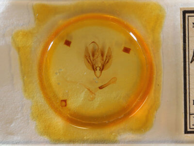 slide view of adult Leucania scirpicola