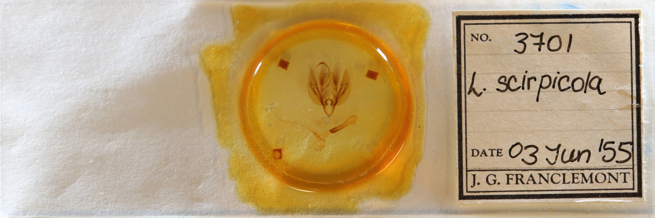 slide view of adult Leucania scirpicola