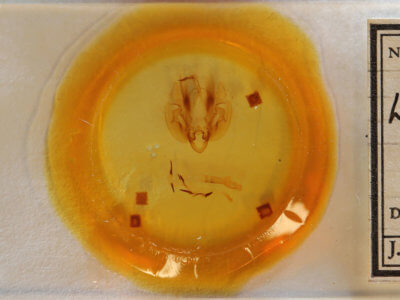 slide view of adult Leucania pilipalpis