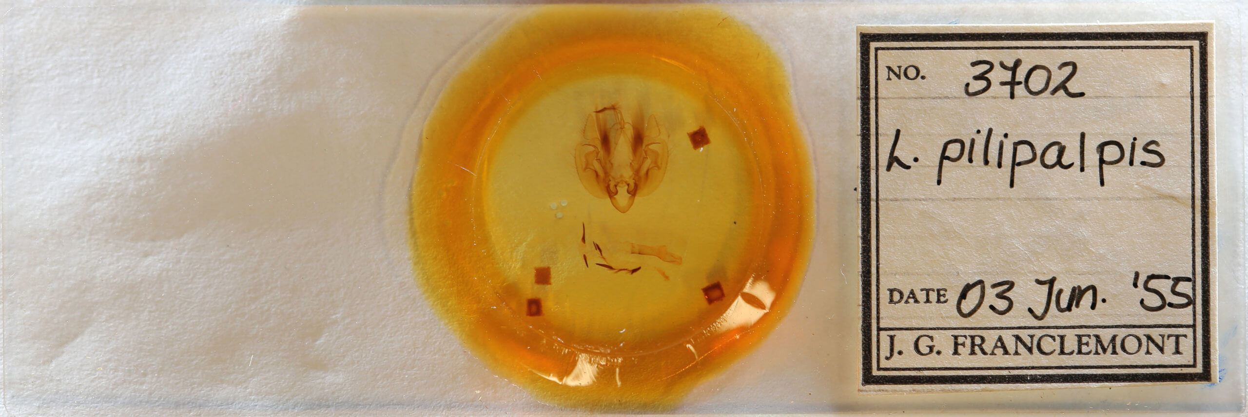 slide view of adult Leucania pilipalpis