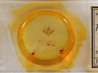 slide view of adult Panthea furcilla furcilla