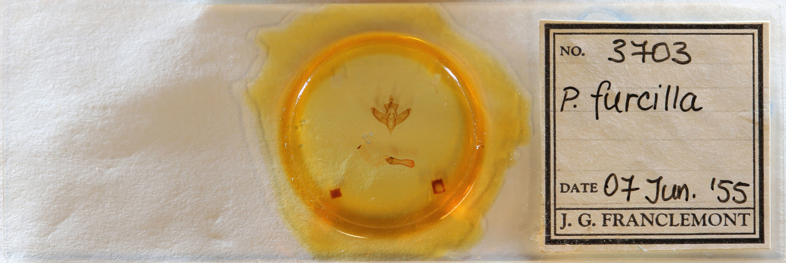 slide view of adult Panthea furcilla furcilla