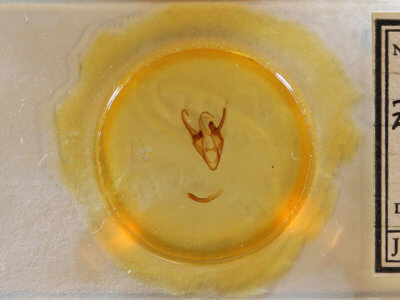 slide view of adult Zale squamularis