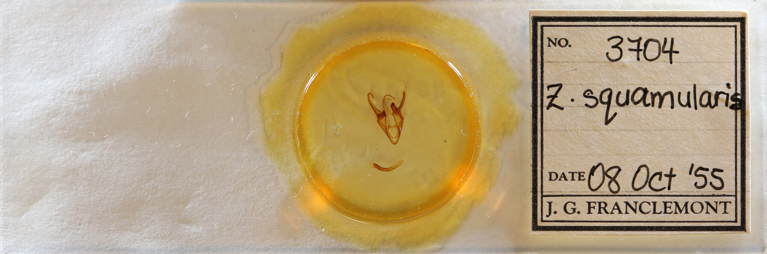 slide view of adult Zale squamularis