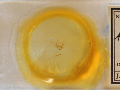 slide view of adult Iridopsis vellivolata