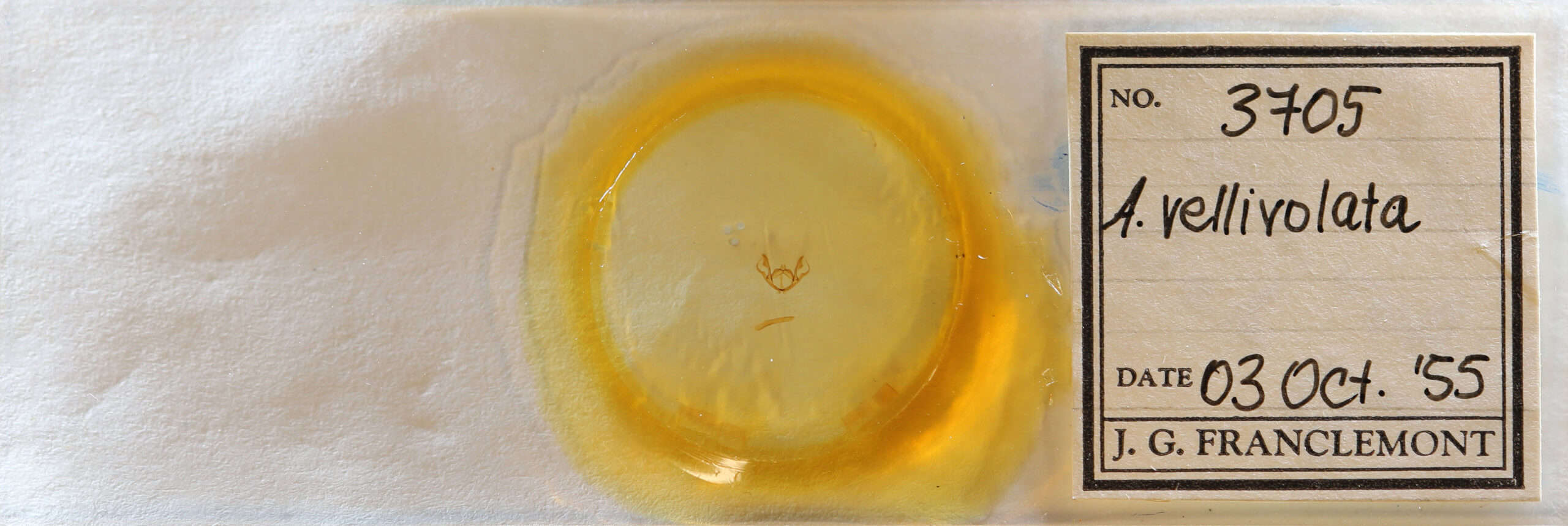 slide view of adult Iridopsis vellivolata