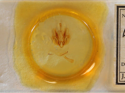 slide view of adult Leucania linda