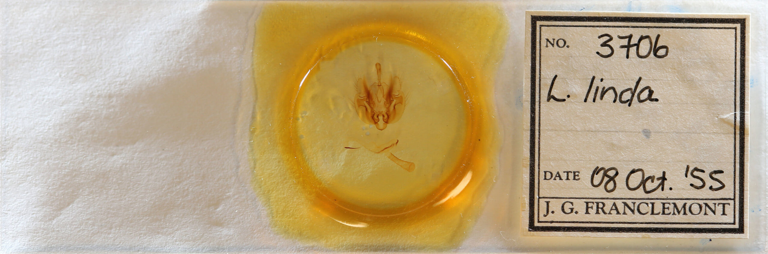 slide view of adult Leucania linda