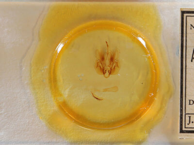 slide view of adult Leucania lapidaria