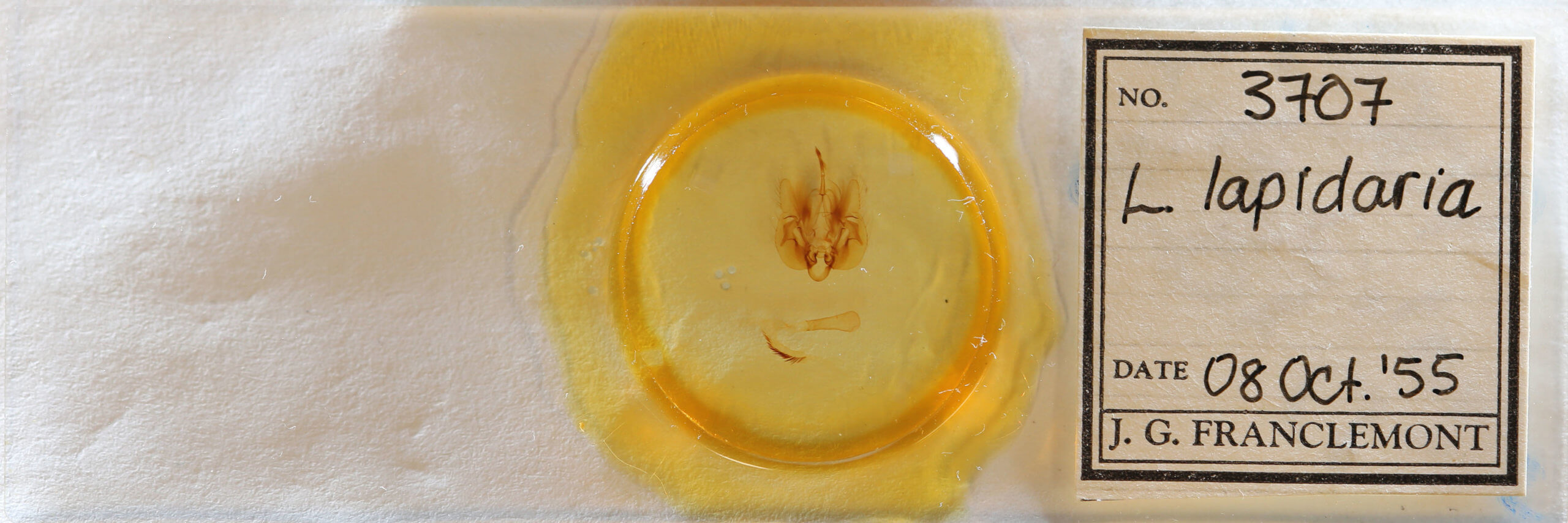 slide view of adult Leucania lapidaria