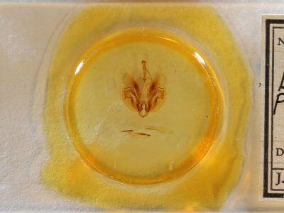 slide view of adult Leucania phragmitidicola