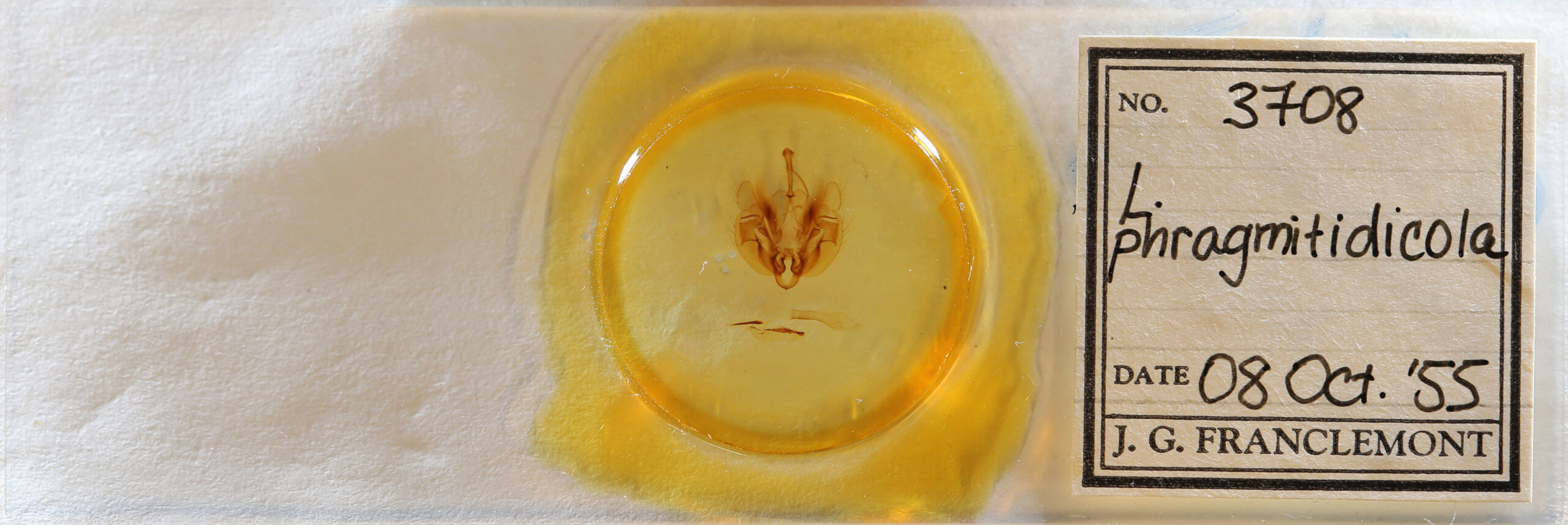 slide view of adult Leucania phragmitidicola