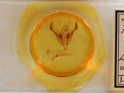 slide view of adult Spiramater lutra