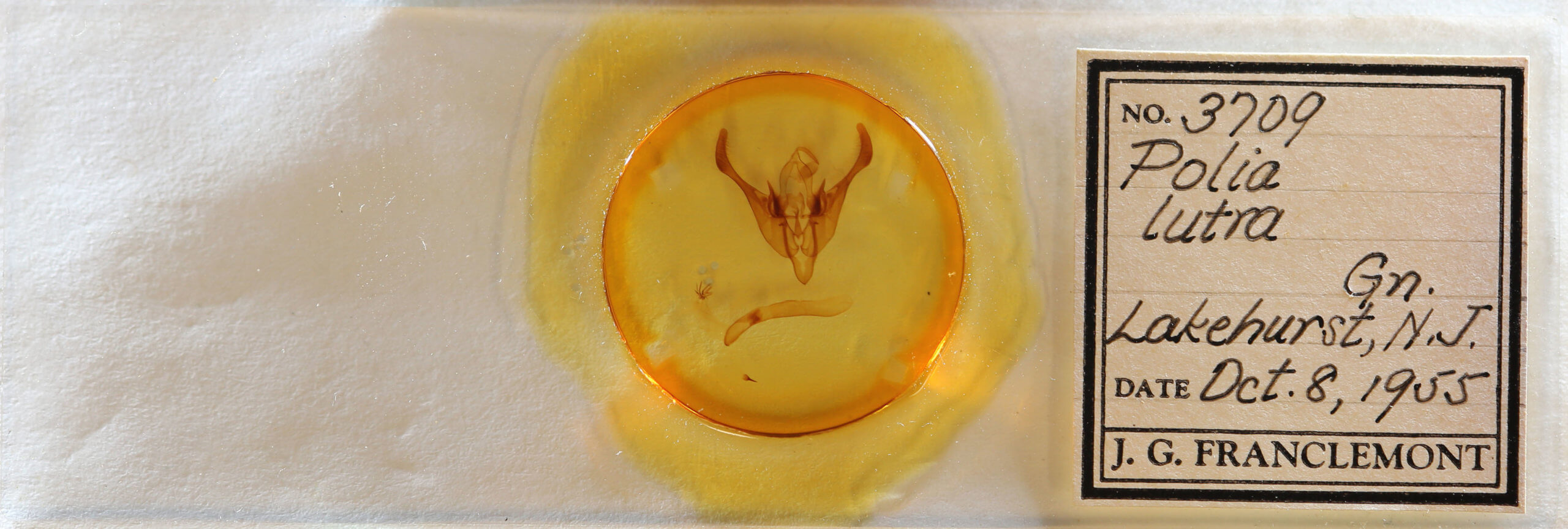 slide view of adult Spiramater lutra