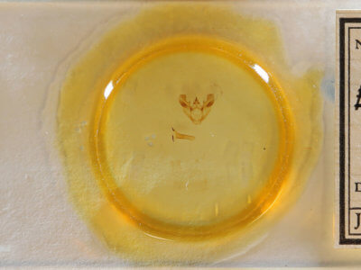 slide view of adult Euchlaena obtusaria