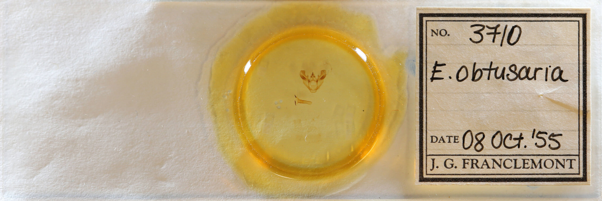 slide view of adult Euchlaena obtusaria