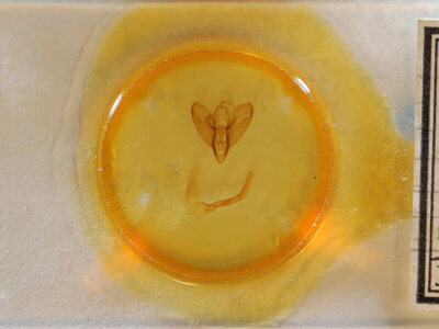 slide view of adult Lycophotia phyllophora