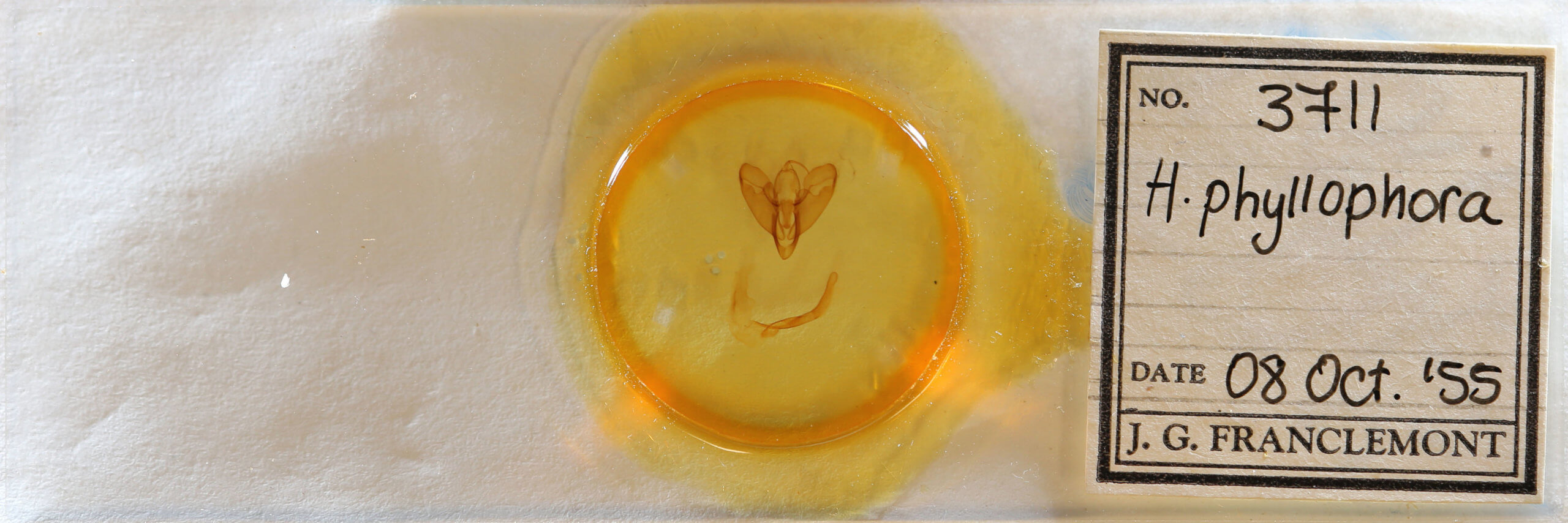 slide view of adult Lycophotia phyllophora