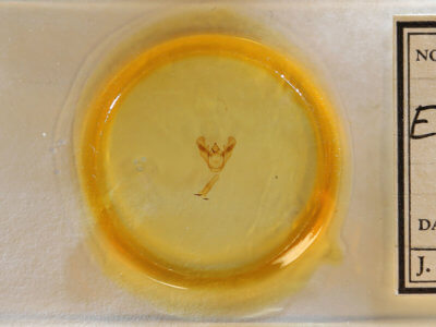 slide view of adult Euchlaena obtusaria