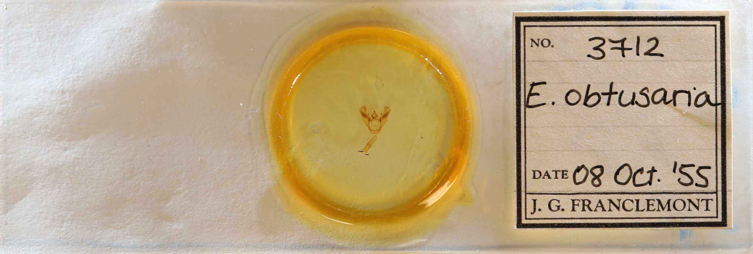 slide view of adult Euchlaena obtusaria