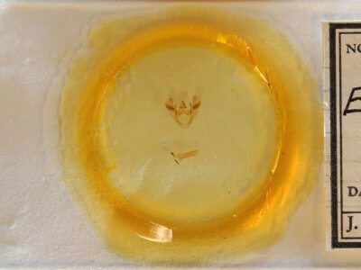 slide view of adult Euchlaena obtusaria