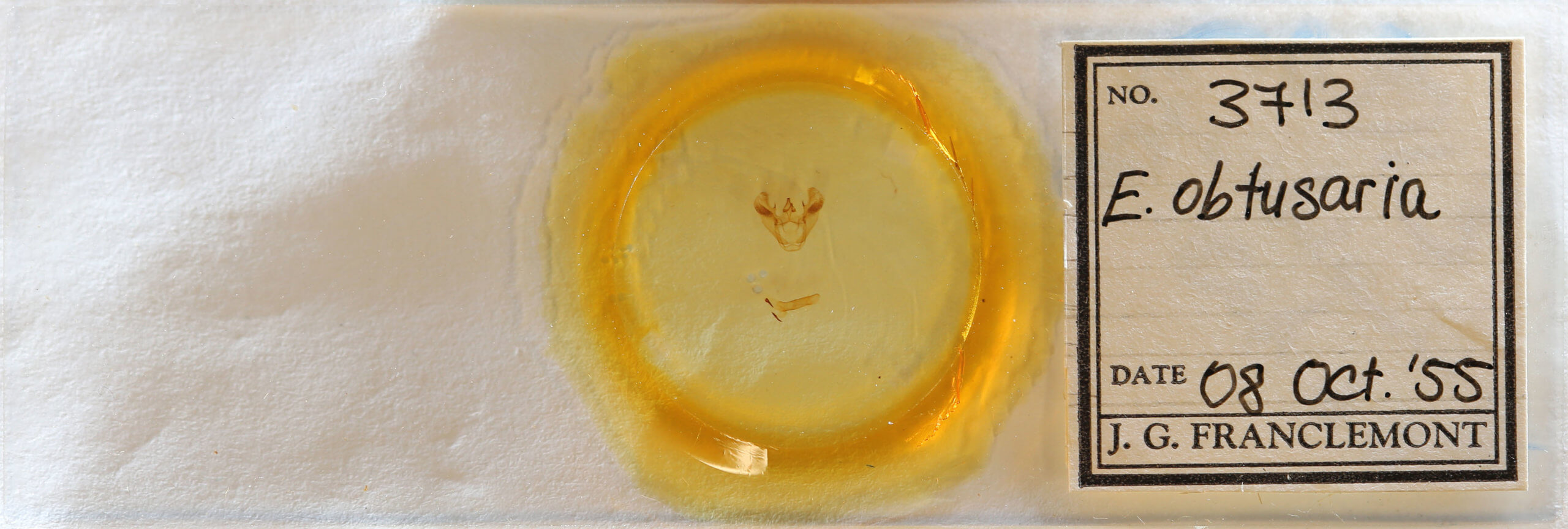 slide view of adult Euchlaena obtusaria