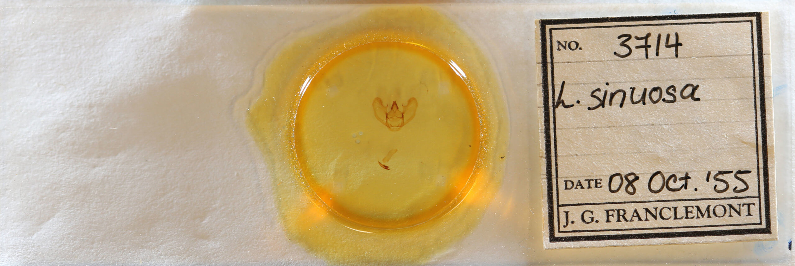 slide view of adult Lytrosis sinuosa