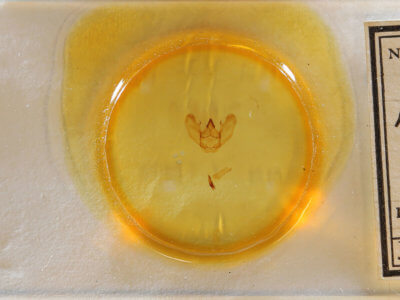 slide view of adult Lytrosis sinuosa