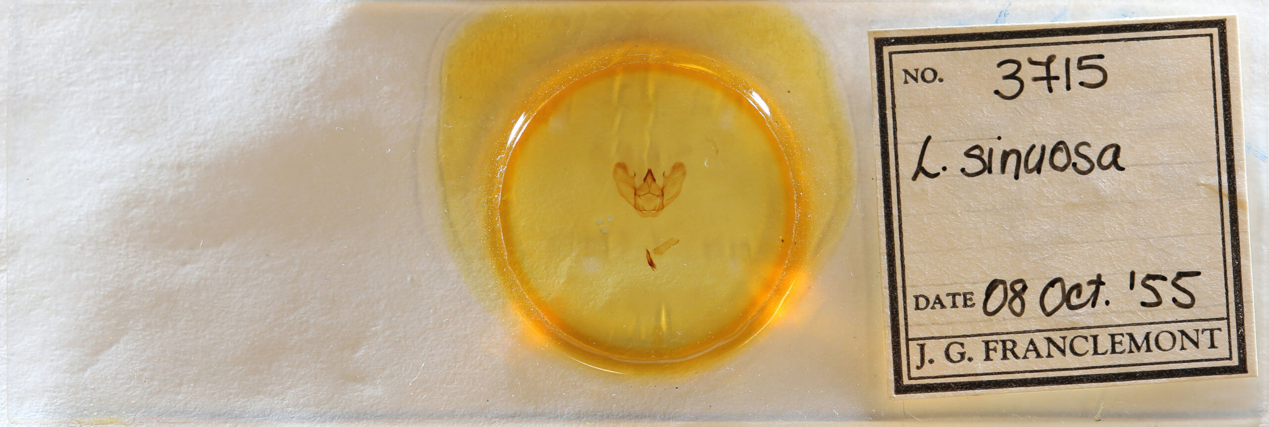 slide view of adult Lytrosis sinuosa