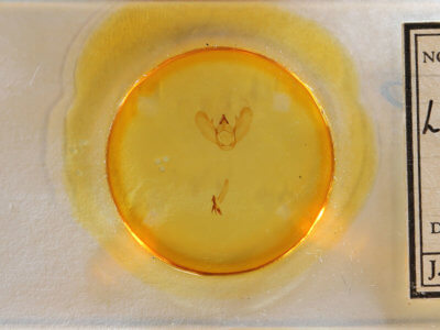 slide view of adult Lytrosis unitaria