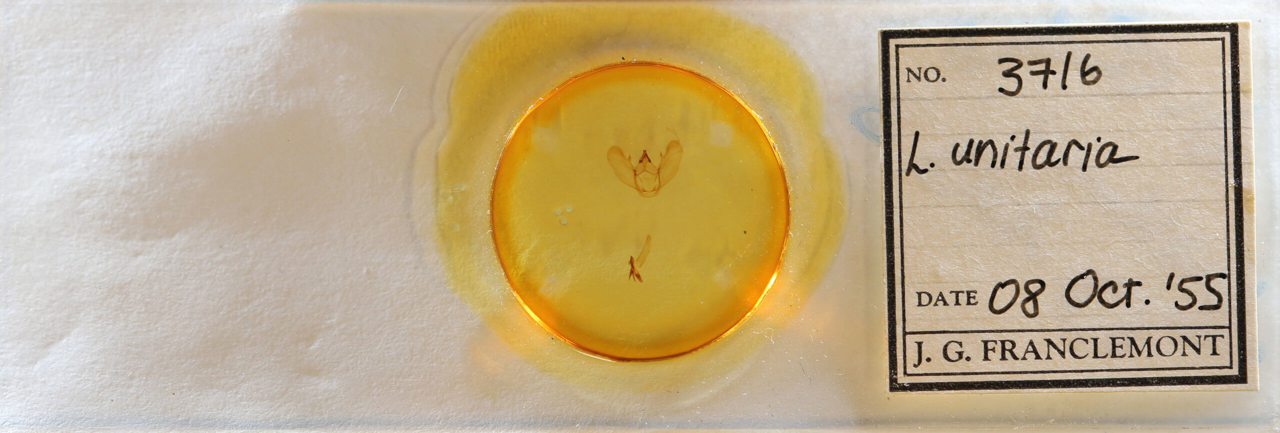 slide view of adult Lytrosis unitaria