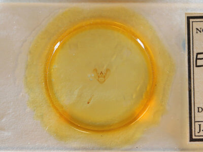 slide view of adult Euchlaena madusaria