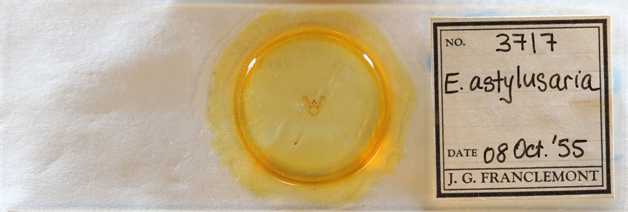 slide view of adult Euchlaena madusaria