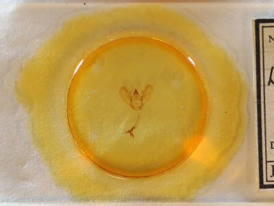 slide view of adult Lytrosis unitaria