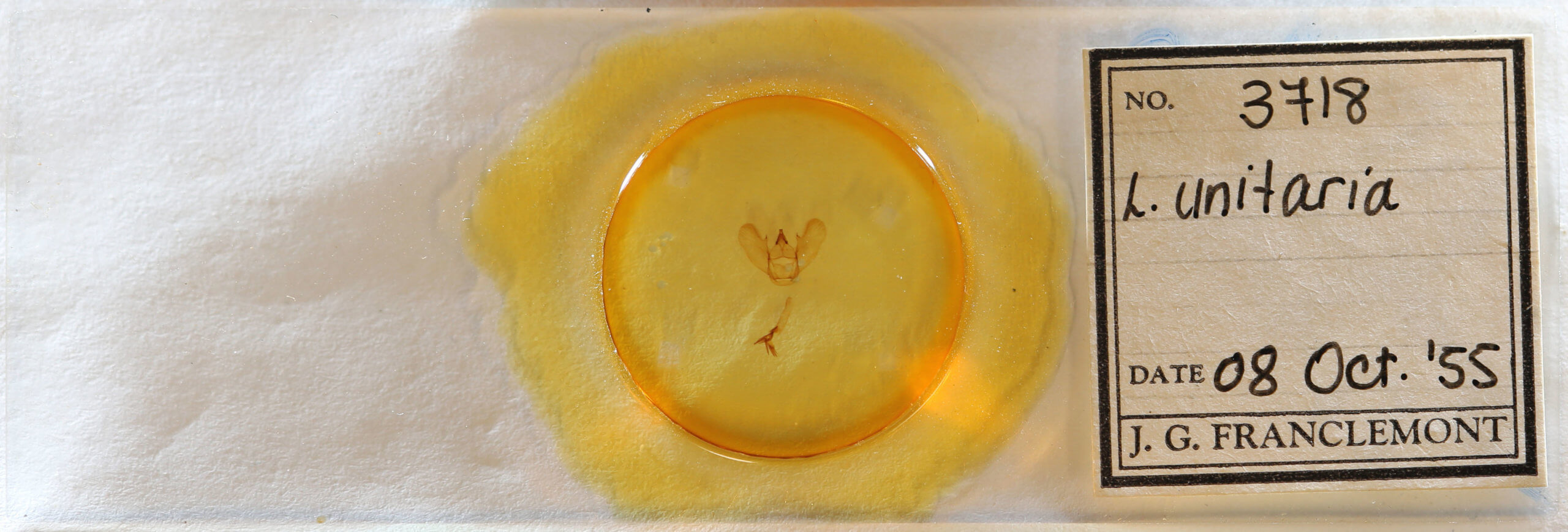 slide view of adult Lytrosis unitaria