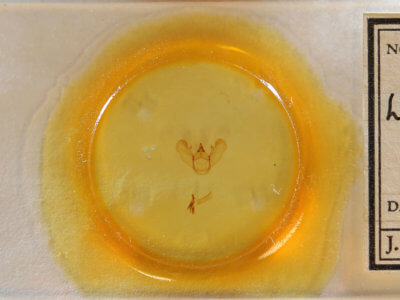 slide view of adult Lytrosis unitaria