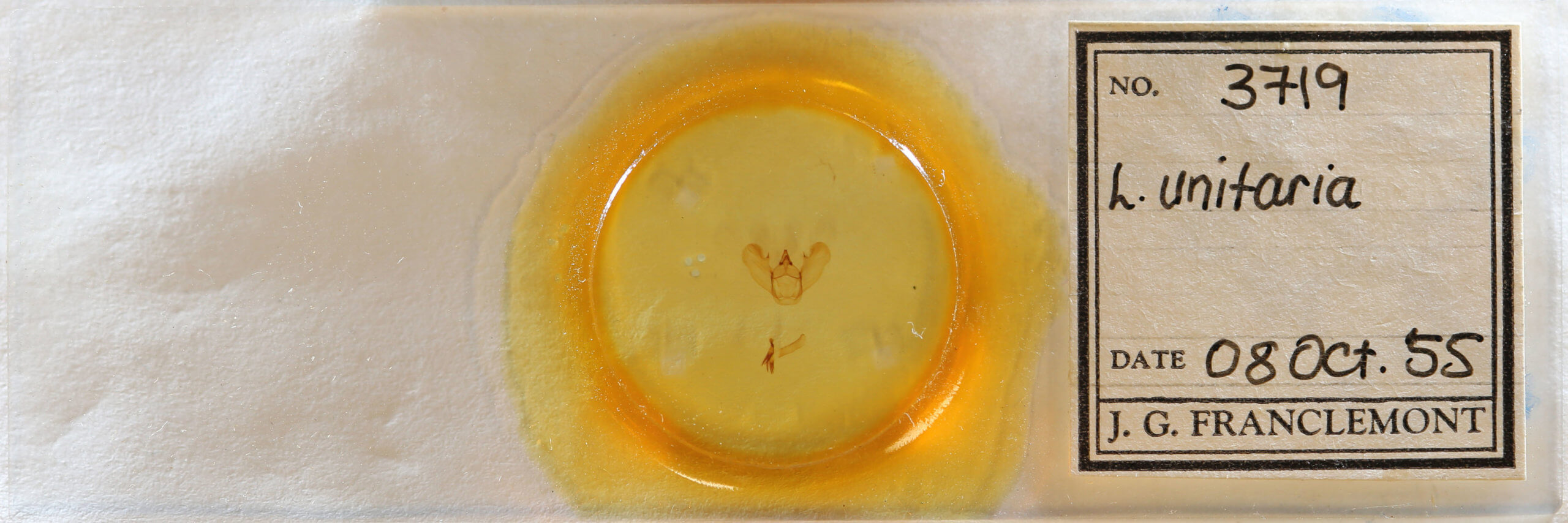 slide view of adult Lytrosis unitaria